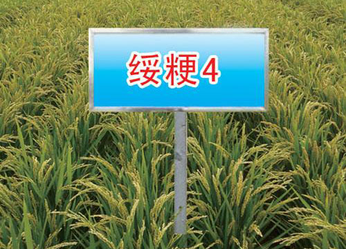 绥粳4