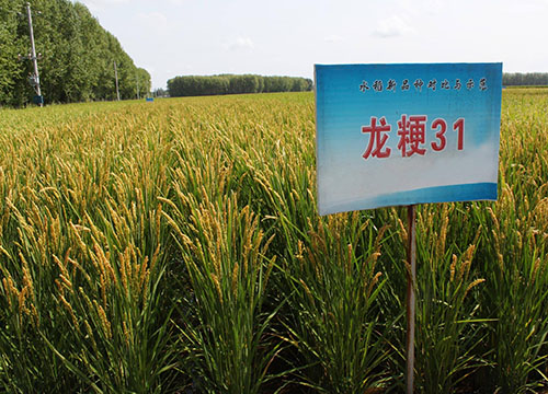 龙粳31