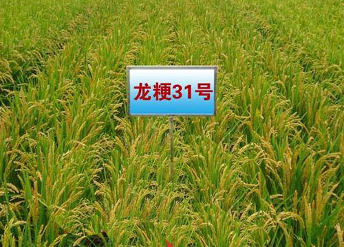 龙粳31