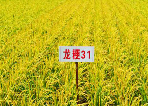龙粳31