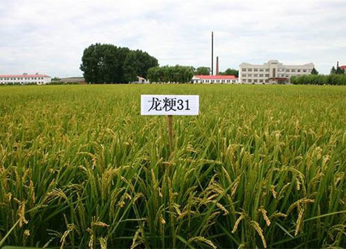 龙粳31