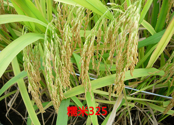 糯米325