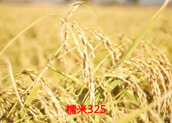 糯米325