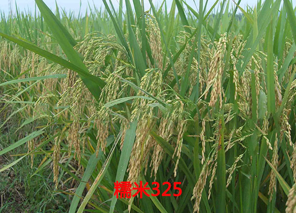 糯米325